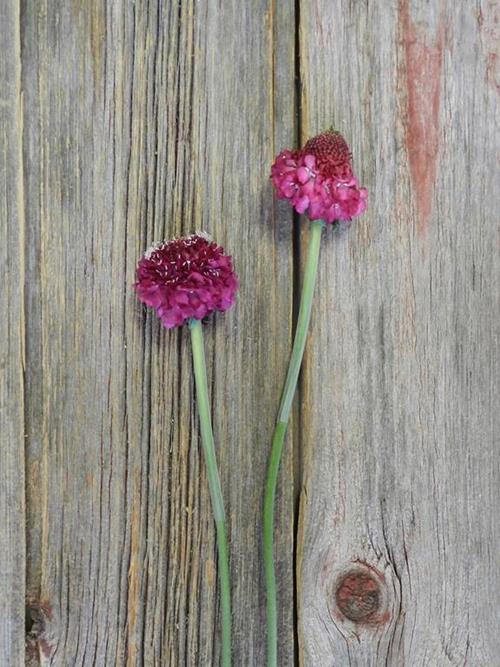 RASPBERRY SCOOP  RED SCABIOSA
